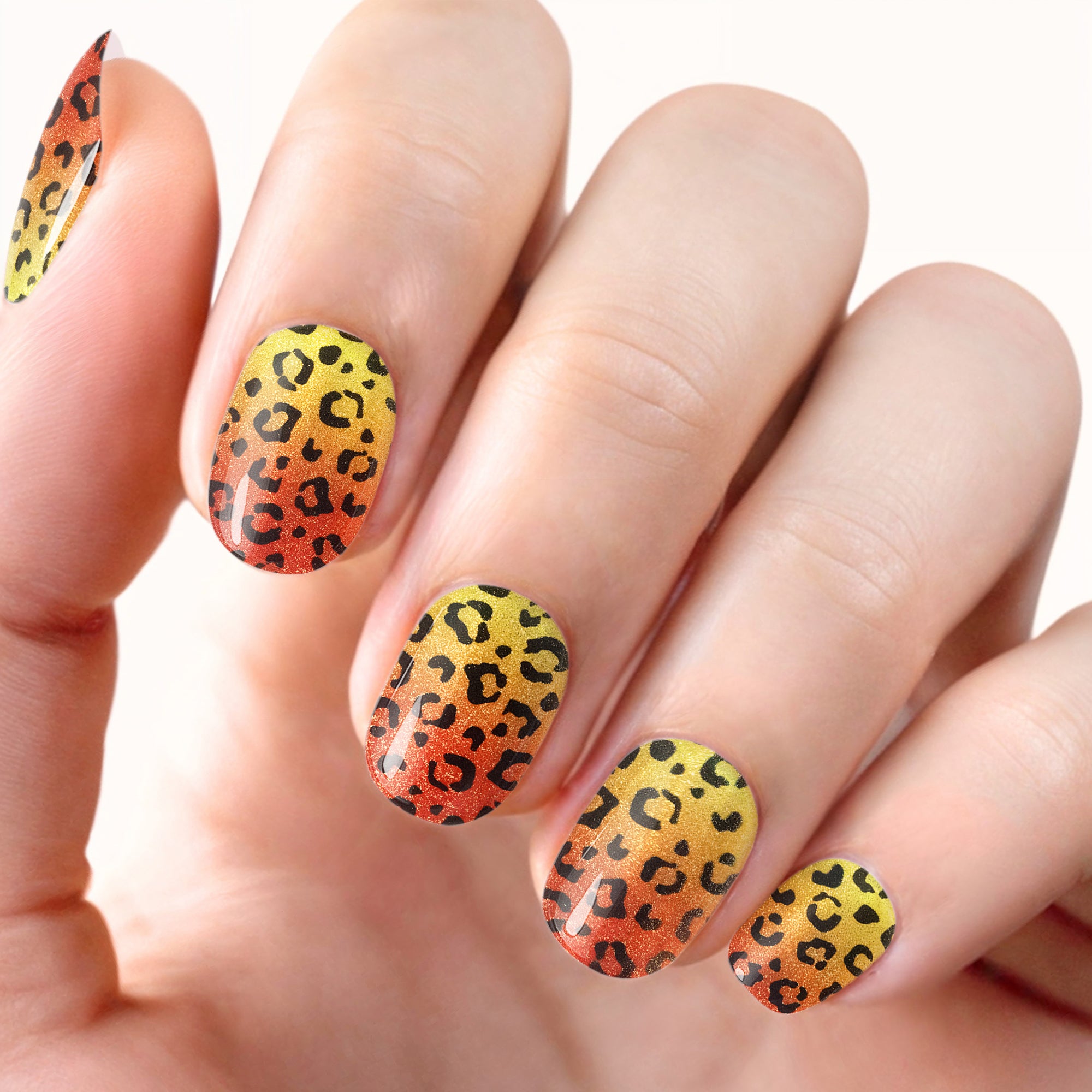 619-CheetahSunset.jpg
